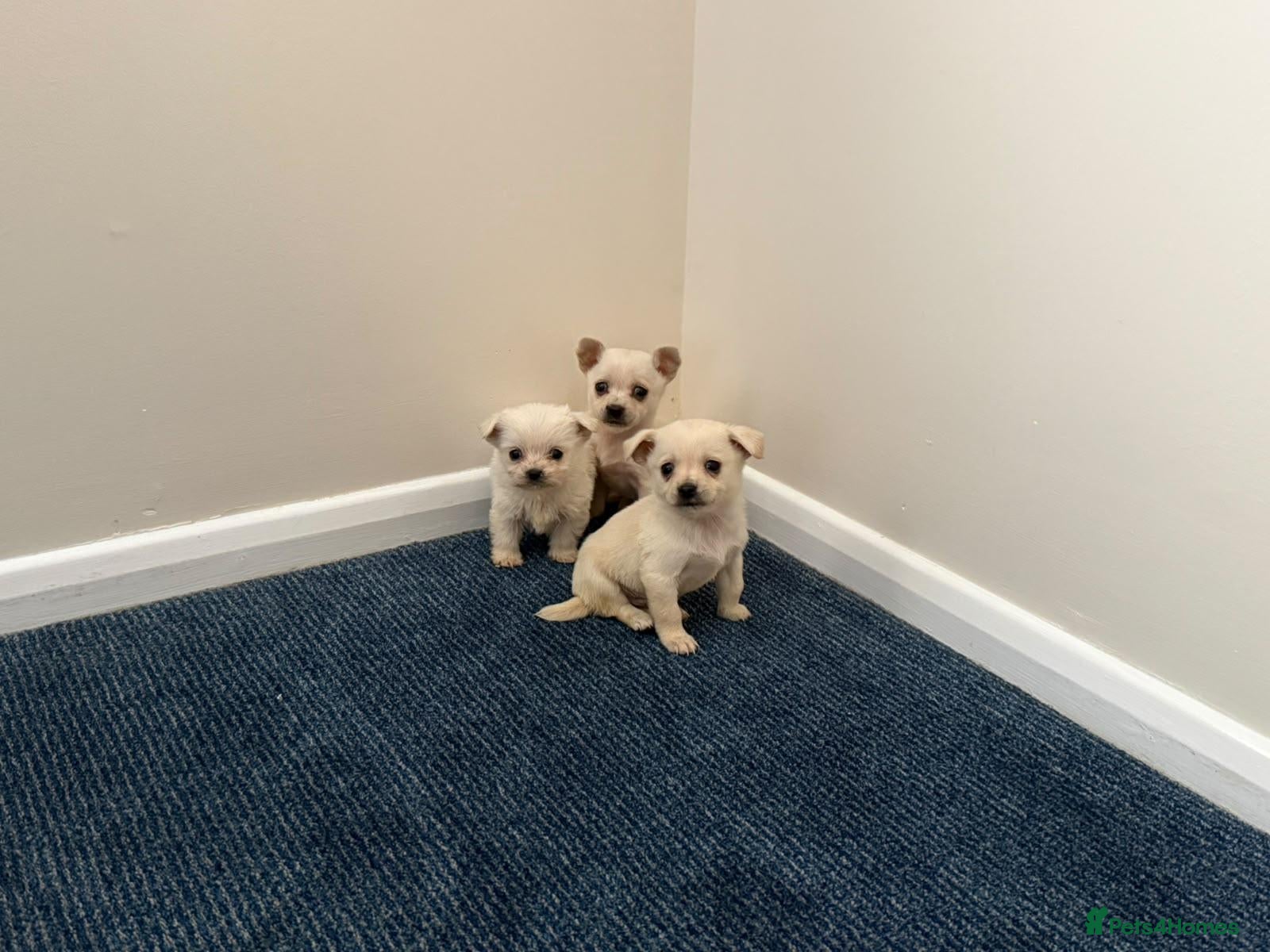 Chihuahua dogs Chihuahua puppies  - Advert 2