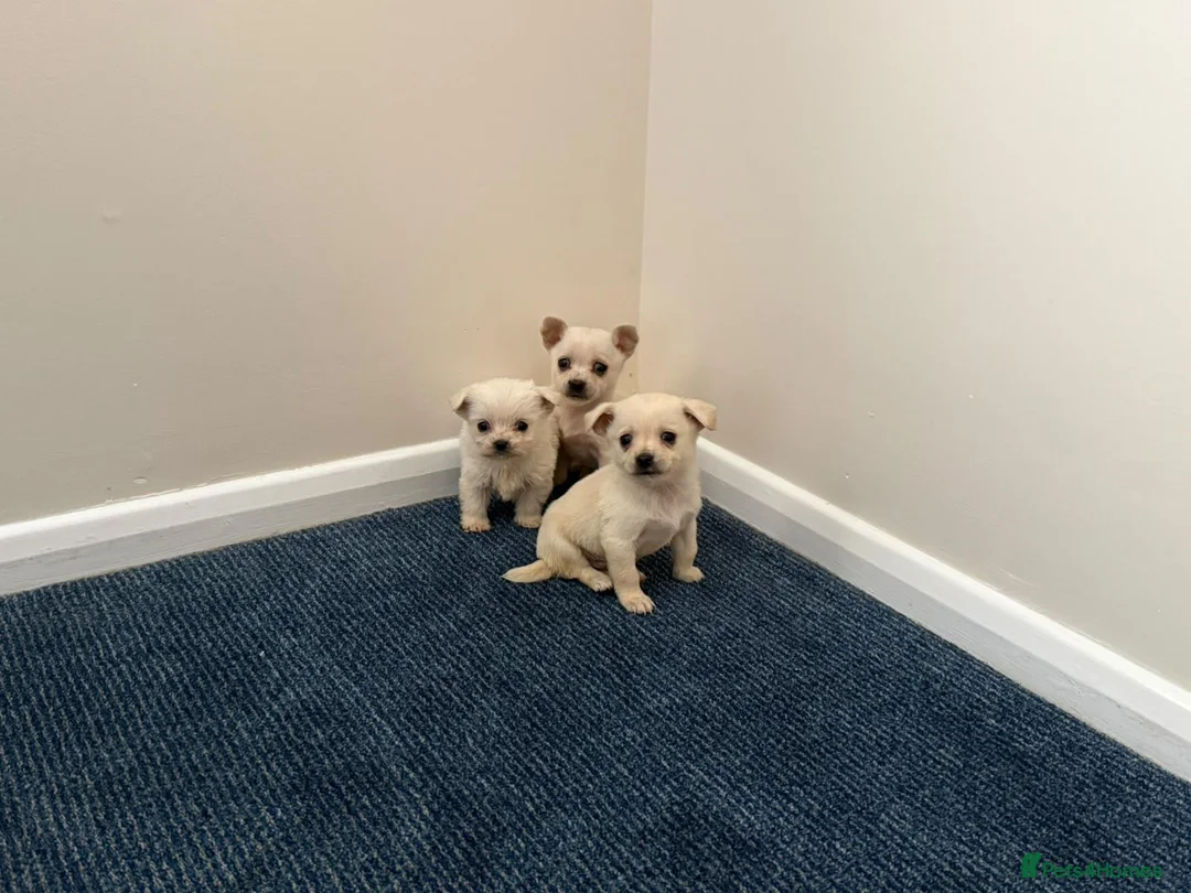 Chihuahua dogs for sale: Chihuahua puppies  in Glasgow - Advert 1