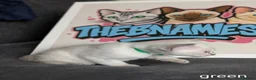 Bengal cats for sale: BENAMESE cubs ☁️🩷🩵 - Advert 6