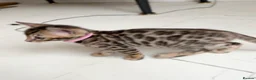 Bengal cats for sale: TICA Registered Bengal Kittens - Advert 23