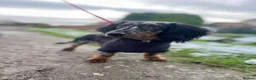 Miniature Dachshund dogs for stud:  Miniature long- haired dachshund proven stud - Advert 2