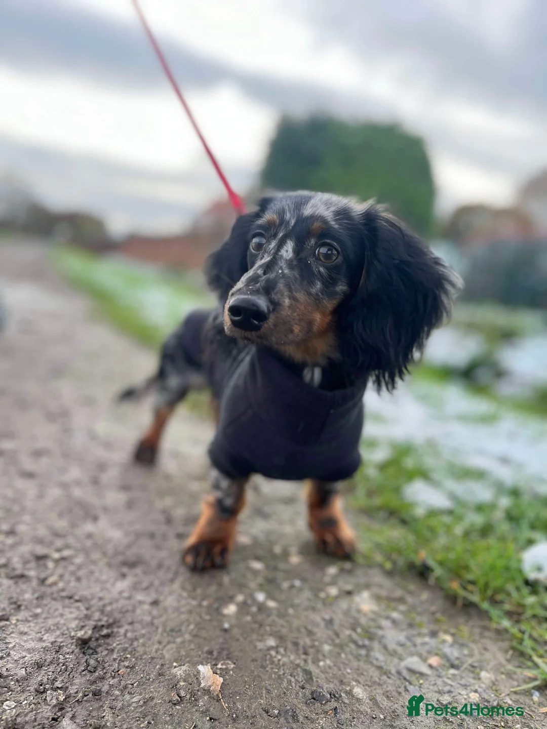 Miniature Dachshund dogs for stud:  Miniature long- haired dachshund proven stud - Advert 2