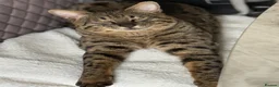 Savannah cats for sale: LAST BOY kitten left ! - Advert 25