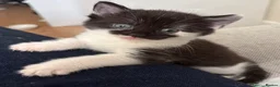 Mixed Breed cats for sale: Kittens in Leeds - Advert 10
