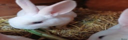 Rex rabbits for sale: Gorgeous mini rex looking for forever homes - Advert 7