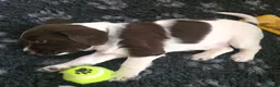 English Springer Spaniel dogs for sale: 💫Beautiful🐾KC💛 English Springer Spaniel Puppies - Advert 12