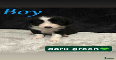 Border Collie dogs ✨cuddly puppies looking for their forever families - Advert 4
