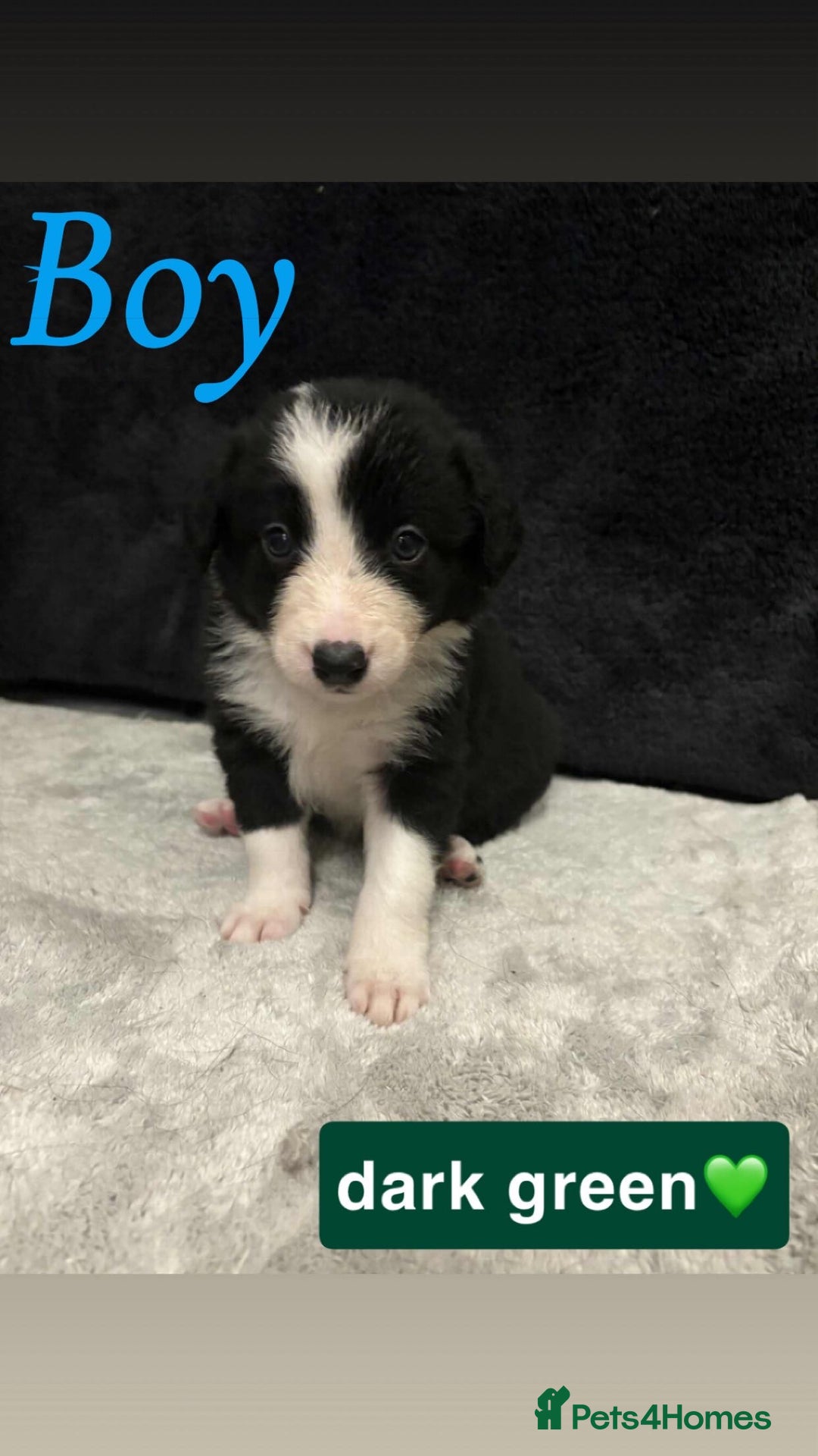 Border Collie dogs for sale: ✨cuddly puppies looking for their forever families - Advert 2
