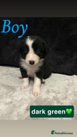 Border Collie dogs ✨cuddly puppies looking for their forever families - Advert 11