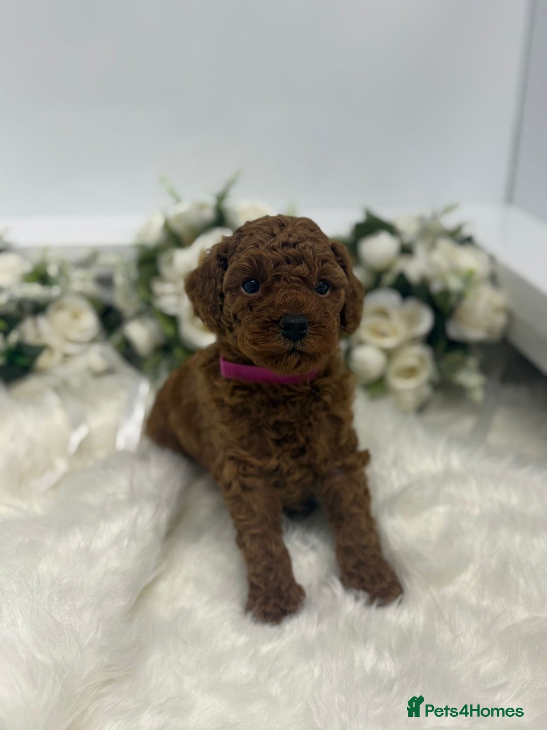 Toy Poodle dogs for sale: Toy poodle puppies  - Advert 2