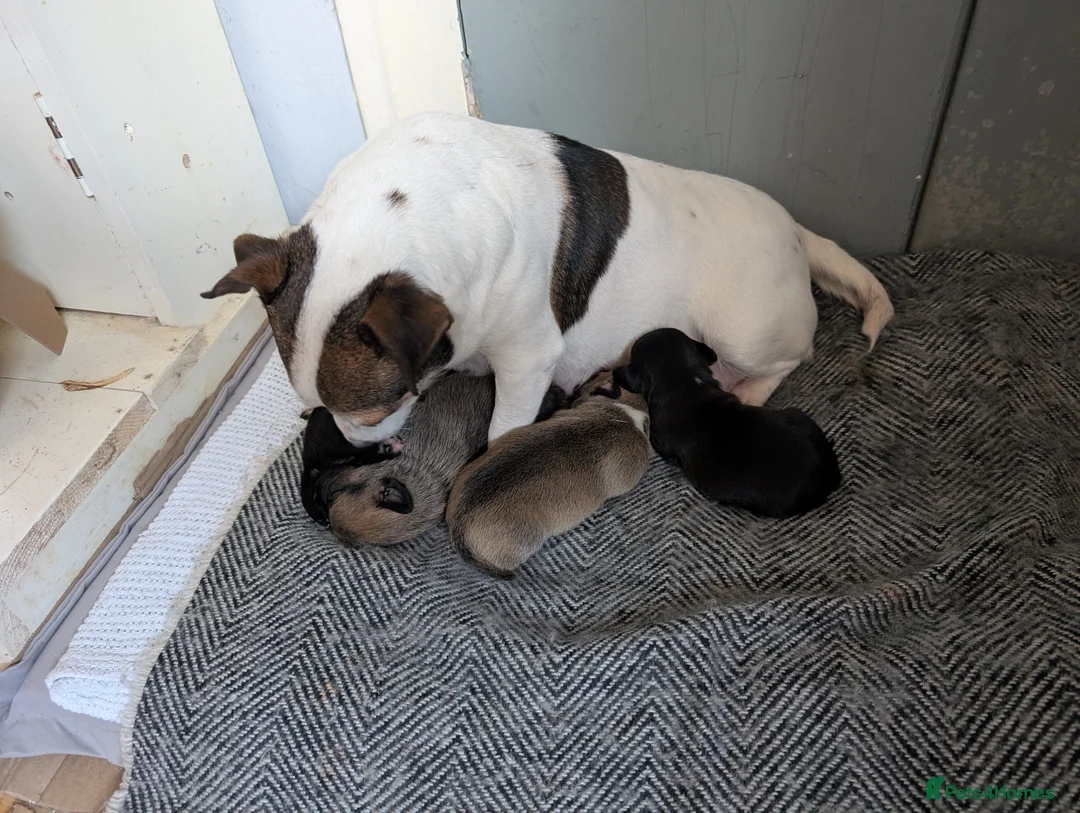 Jug dogs for sale: Adorable jug puppies  in Presteigne - Advert 2