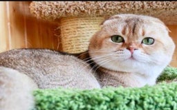 Scottish Fold cats for sale: SUMMER SALE LUXURY GOLDEN CHINCHILLA SCOTTISH FOLD - Image 11