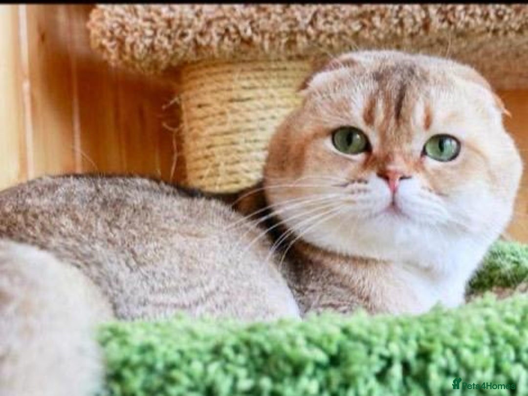 Scottish Fold cats for sale: SUMMER SALE LUXURY GOLDEN CHINCHILLA SCOTTISH FOLD - Image 11