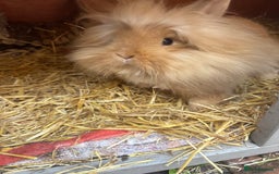 Lionhead rabbits for sale: lion mane  - Image 2