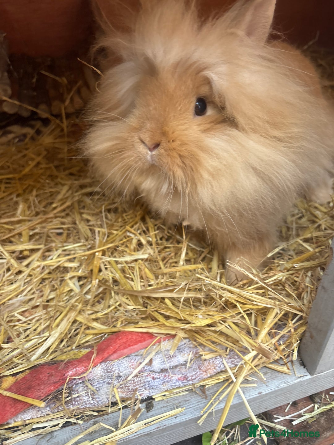 Lionhead rabbits for sale: lion mane  - Image 2