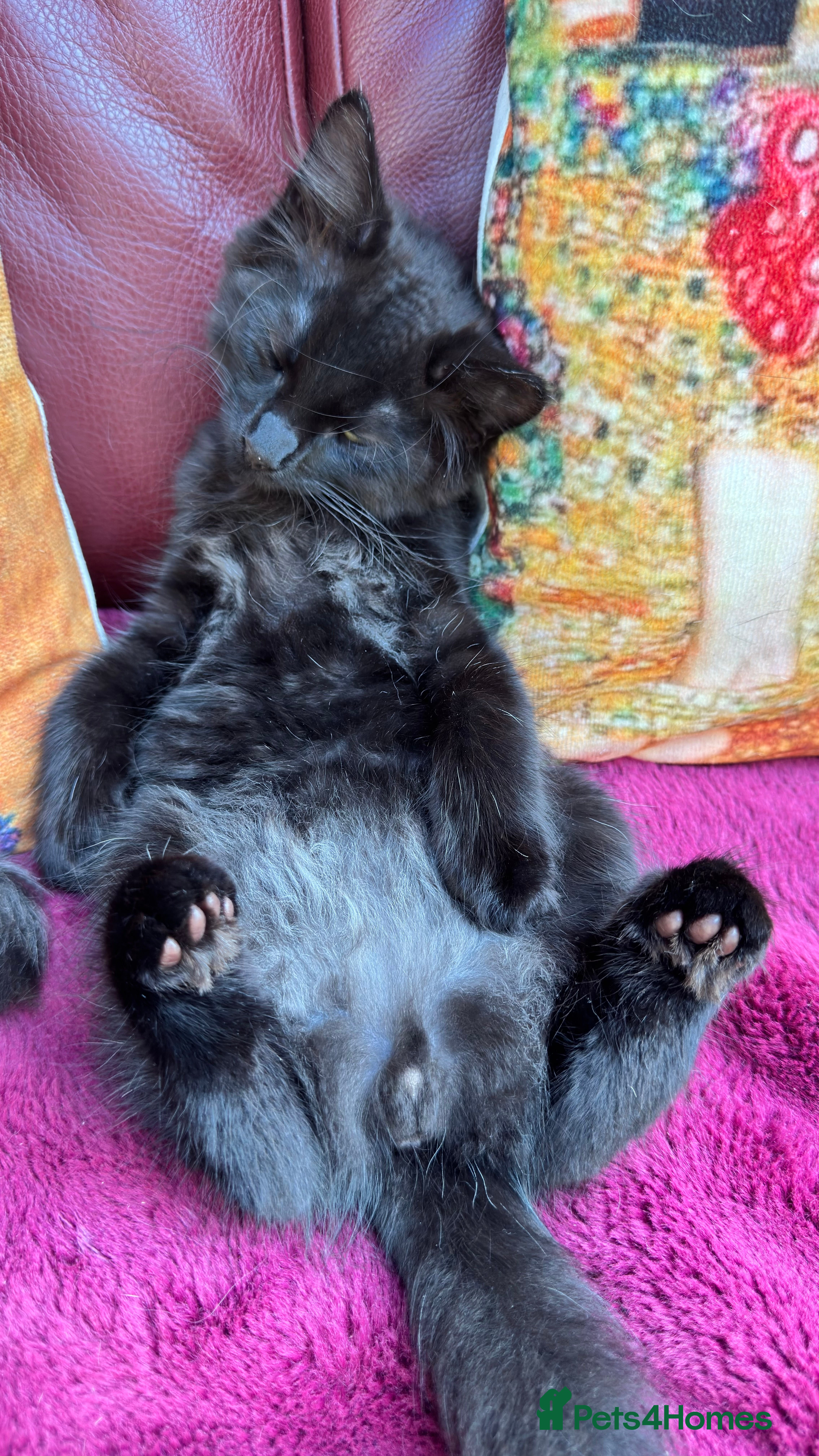 Mixed Breed cats Beautiful 🐈‍⬛ kittens x - Advert 2