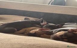French Bulldog dogs for sale: French bulldogs Liliac tans and fawns  - Image 1