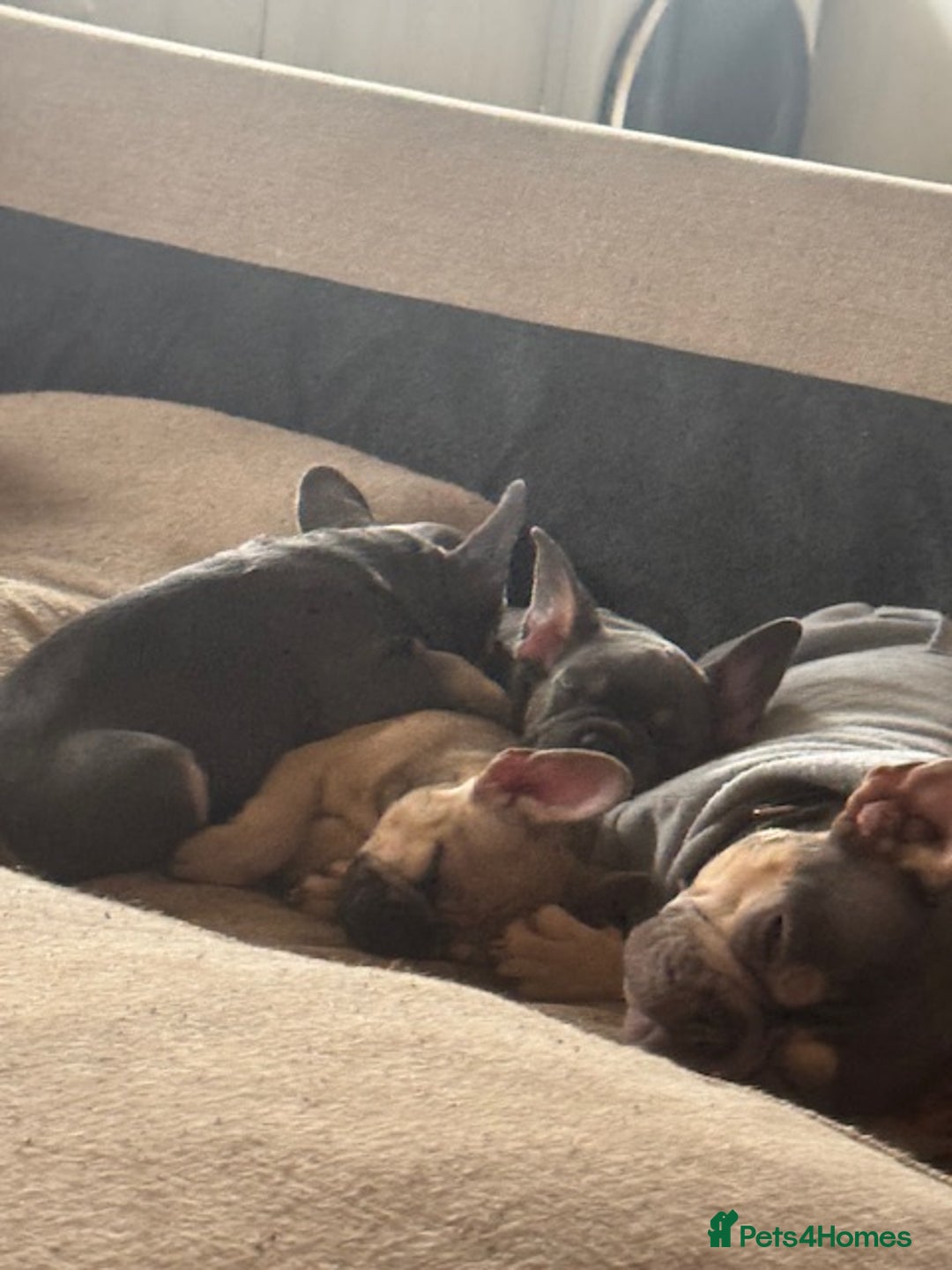 French Bulldog dogs for sale: French bulldogs Liliac tans and fawns  - Image 1