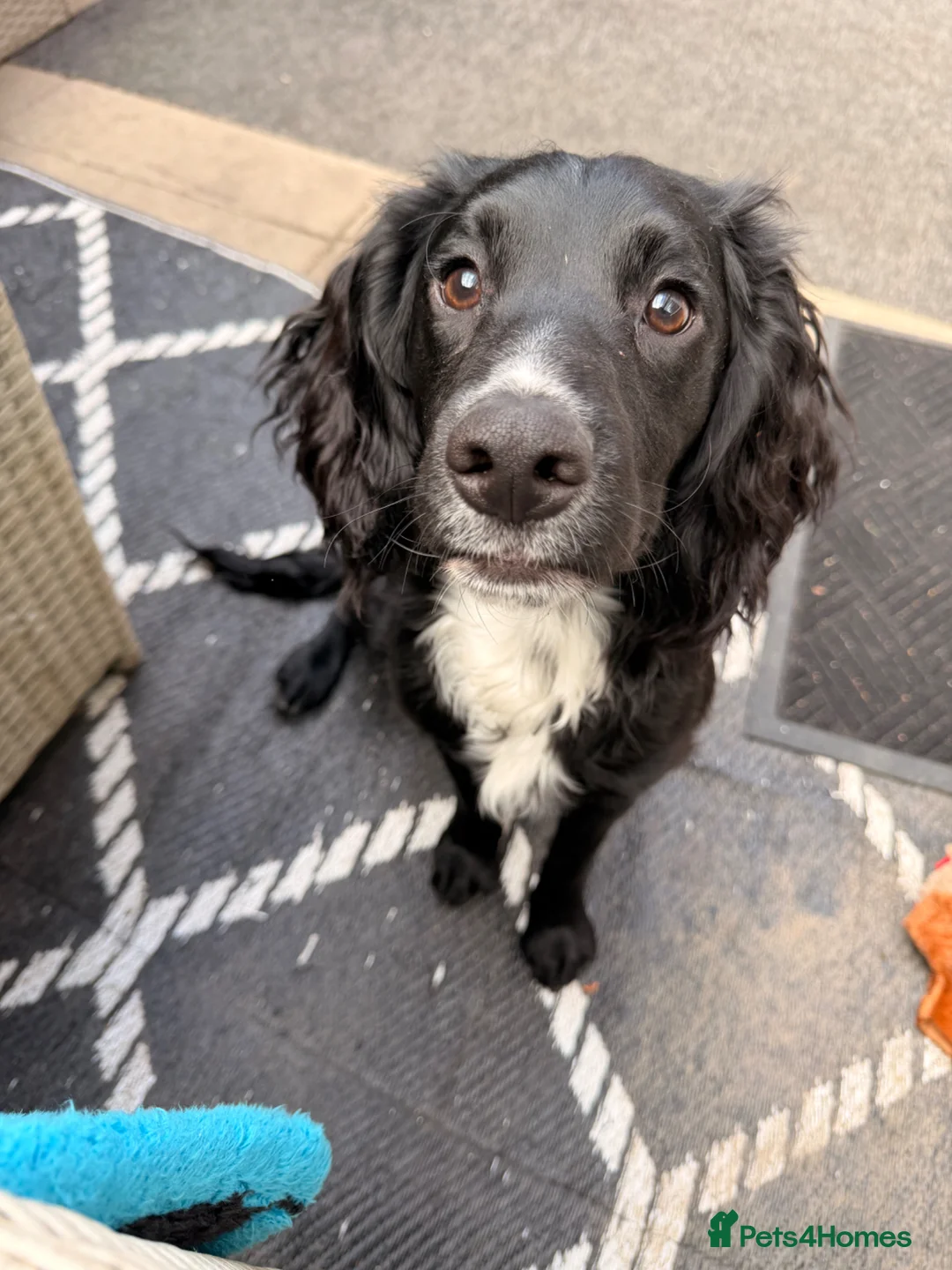 Cocker Spaniel dogs for sale: Cocker spaniel puppy - Advert 1