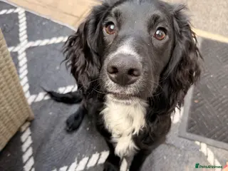 Cocker Spaniel dogs Cocker spaniel puppy - Advert 4