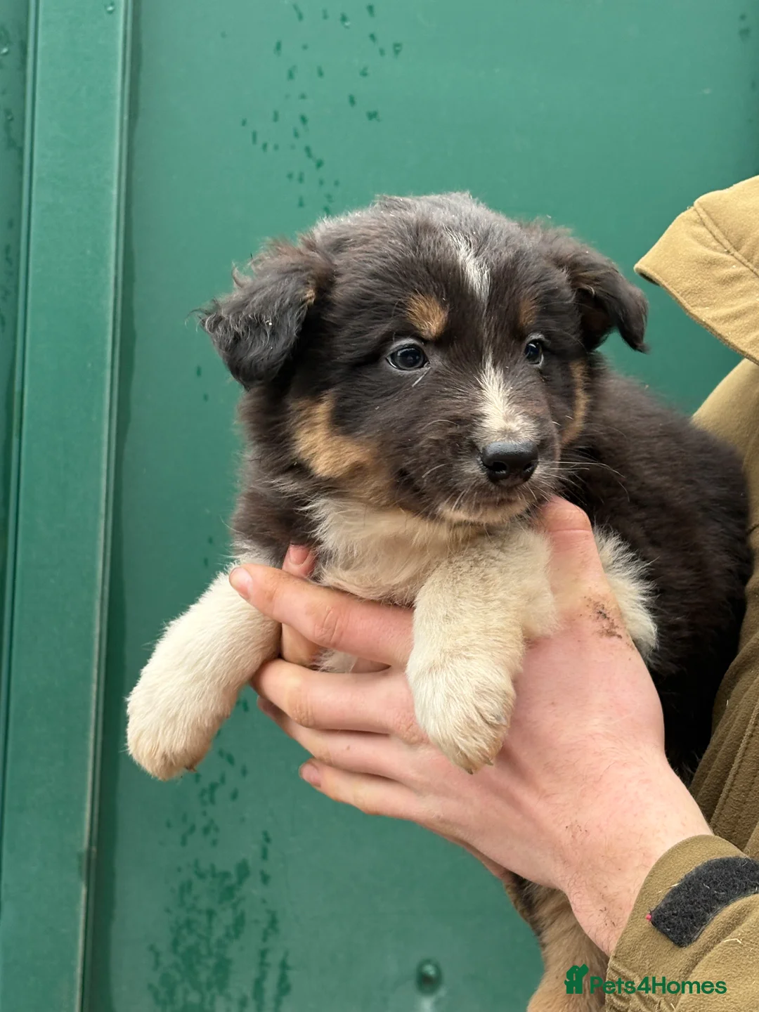 Border Collie dogs for sale: Gorgeous border collie pups - Advert 5