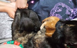 Domestic Shorthair cats for sale: Kitten's  - Image 3