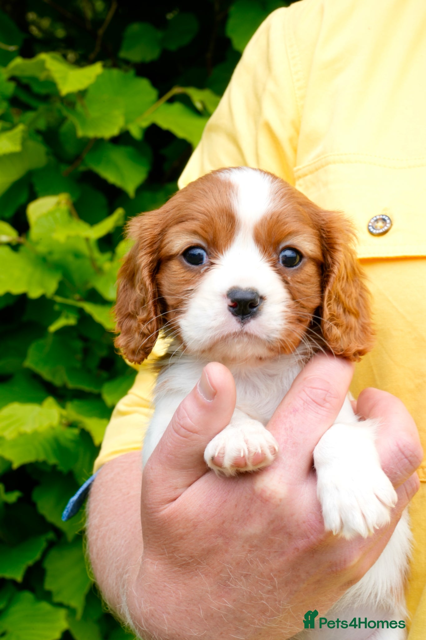 Cavalier King Charles Spaniel dogs for sale: Cavalier King Charles Puppies - Advert 4