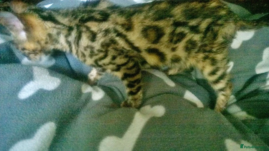 Mixed Breed cats for sale: Cute and Playful Kittens - Advert 2