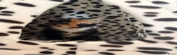 Mixed Breed cats for sale: Calico kitten - Advert 1
