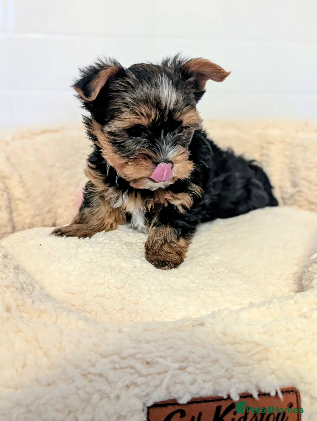 Yorkshire Terrier dogs for sale: Little bundles of joy available  - Advert 15