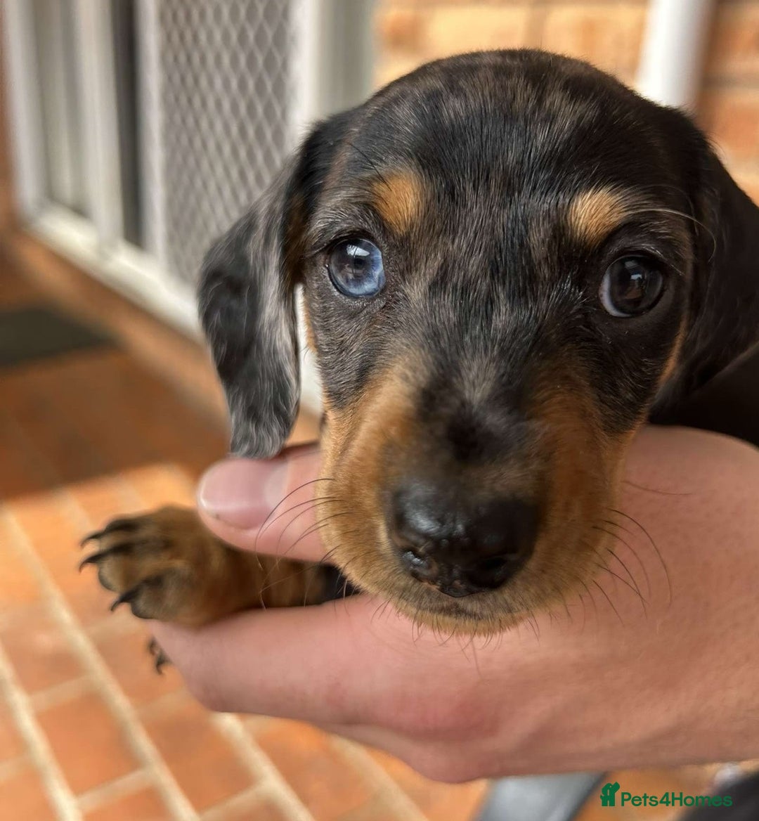 Miniature Dachshund dogs for sale: nicest raised Miniature dapple dachshund pups. - Image 4