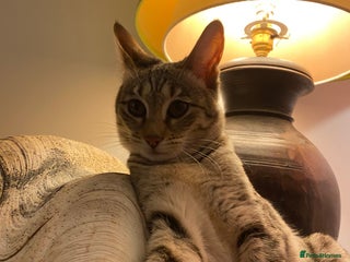 Savannah cats PDGREE BROWN SPOT LOVIN SAVANNAH GIRL F5SBT - Advert 2