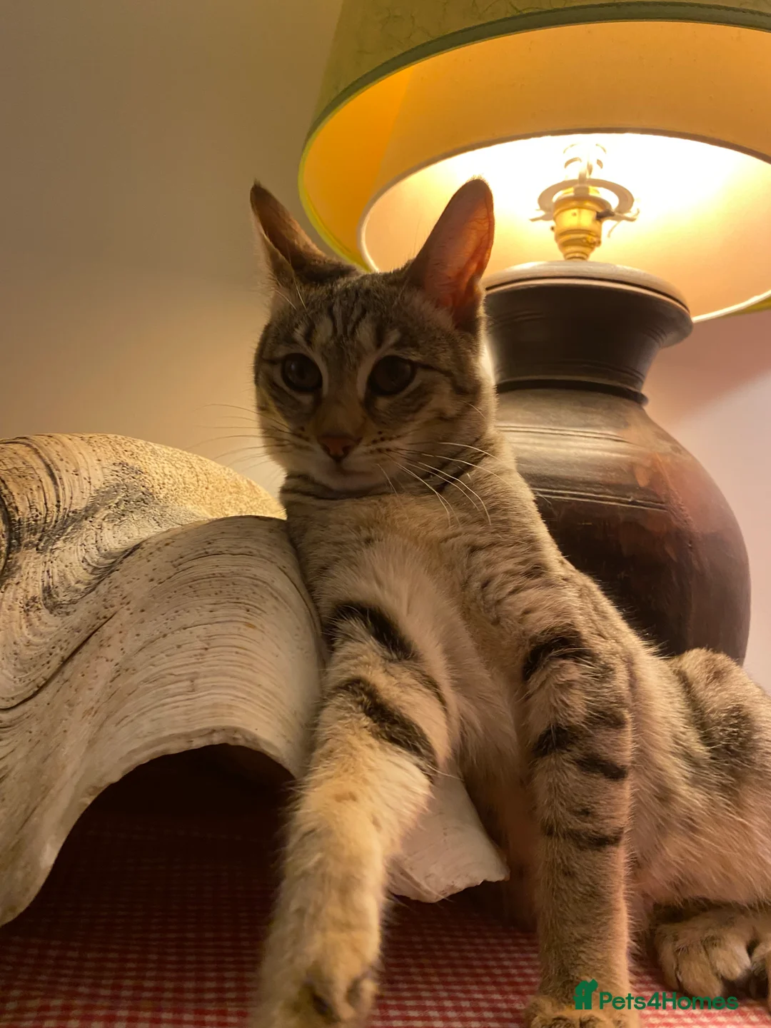 Savannah cats for sale: PDGREE BROWN SPOT  LOVIN SAVANNAH GIRL F5SBT - Advert 4