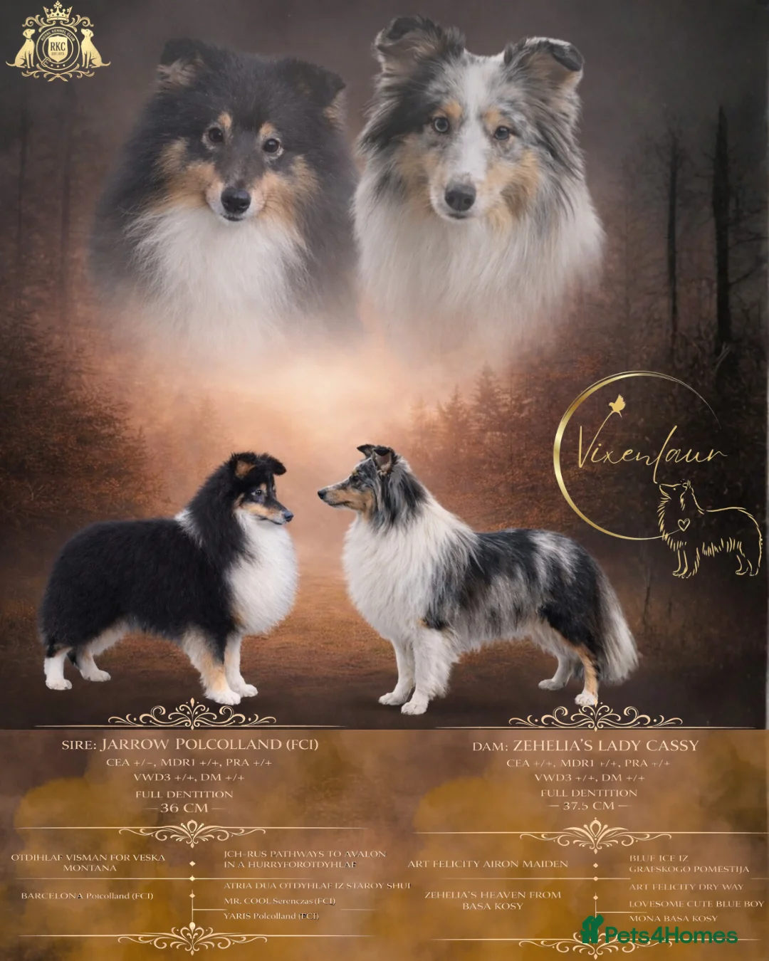 Shetland Sheepdog dogs for sale: Beautiful merle boy 🩵 in Bootle - Advert 1