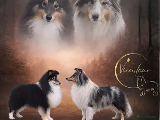 Shetland Sheepdog dogs Beautiful merle boy 🩵 - Advert 5