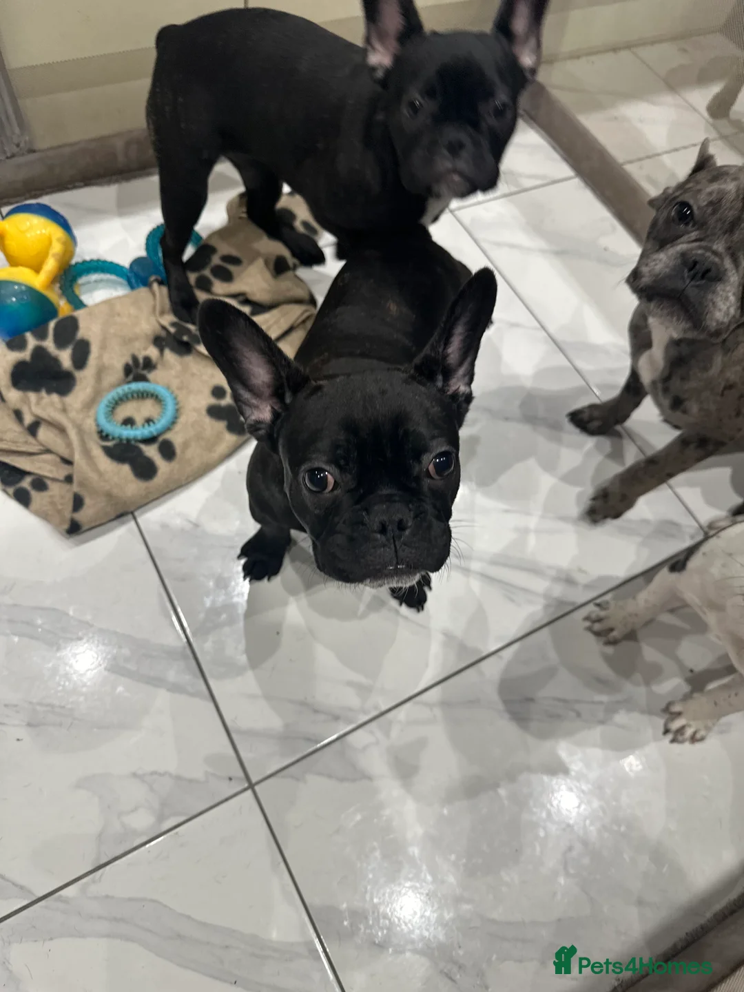 French Bulldog dogs for sale: Black French bulldog girl and boy - Advert 1