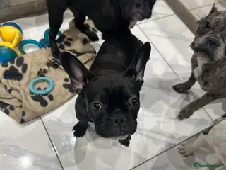 French Bulldog dogs Black French bulldog girl and boy - Advert 2