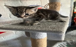 Mixed Breed cats for sale: 3 beautiful kittens  - Image 5