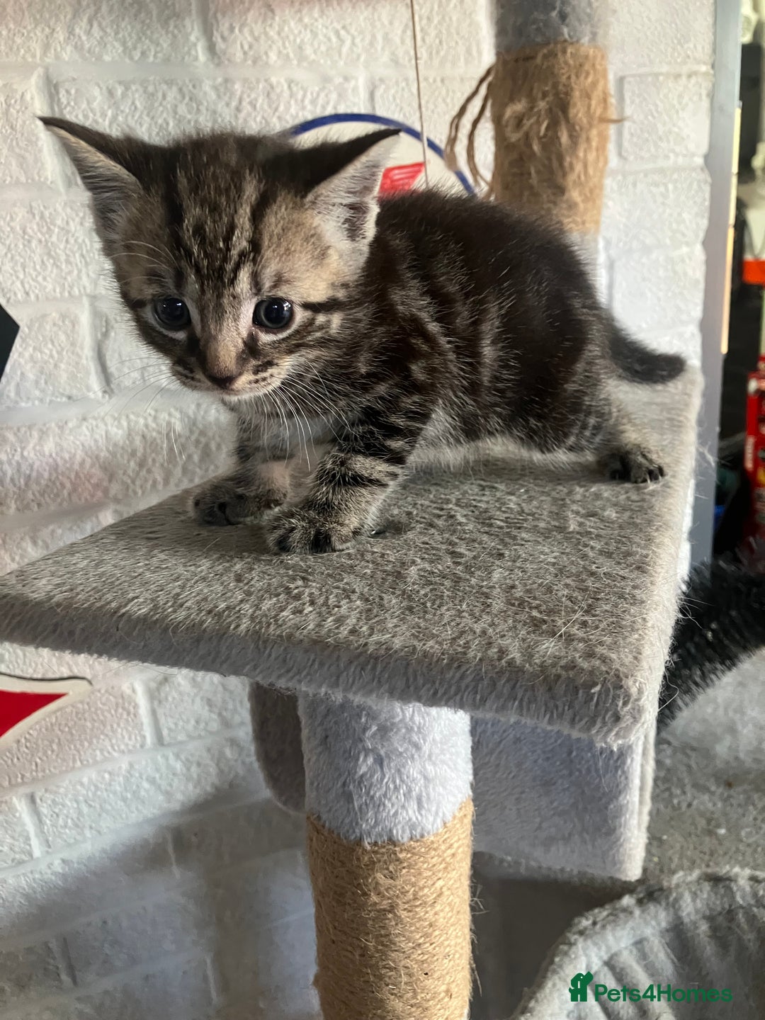 Mixed Breed cats for sale: 3 beautiful kittens  - Image 5