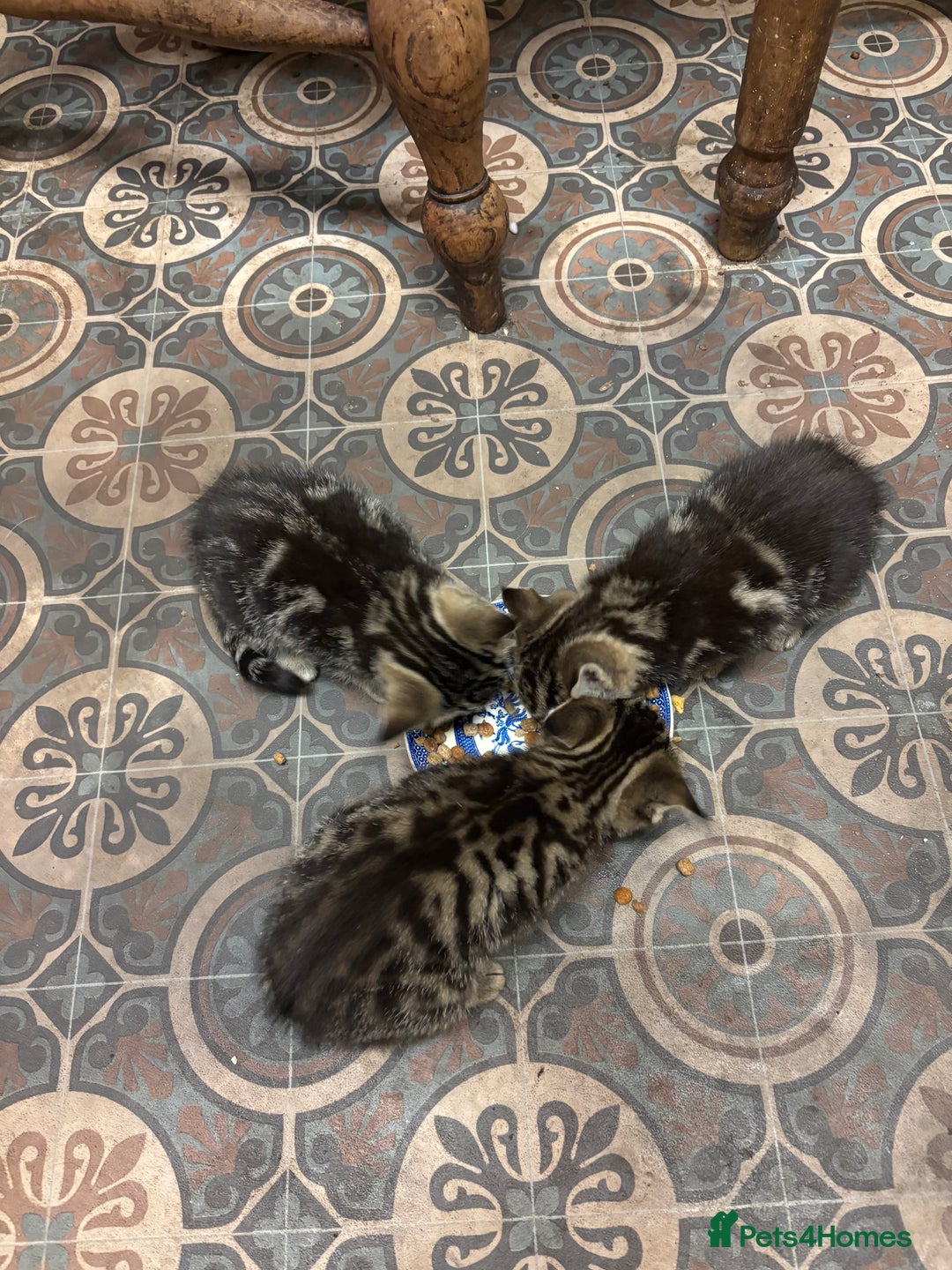 Bengal cats for sale: Half Bengal Kittens - Advert 4
