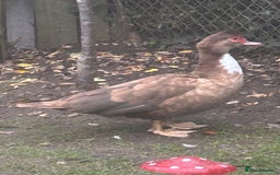 Ducks poultry for sale: 2 females and 2 male ducks for sale  - Advert 9