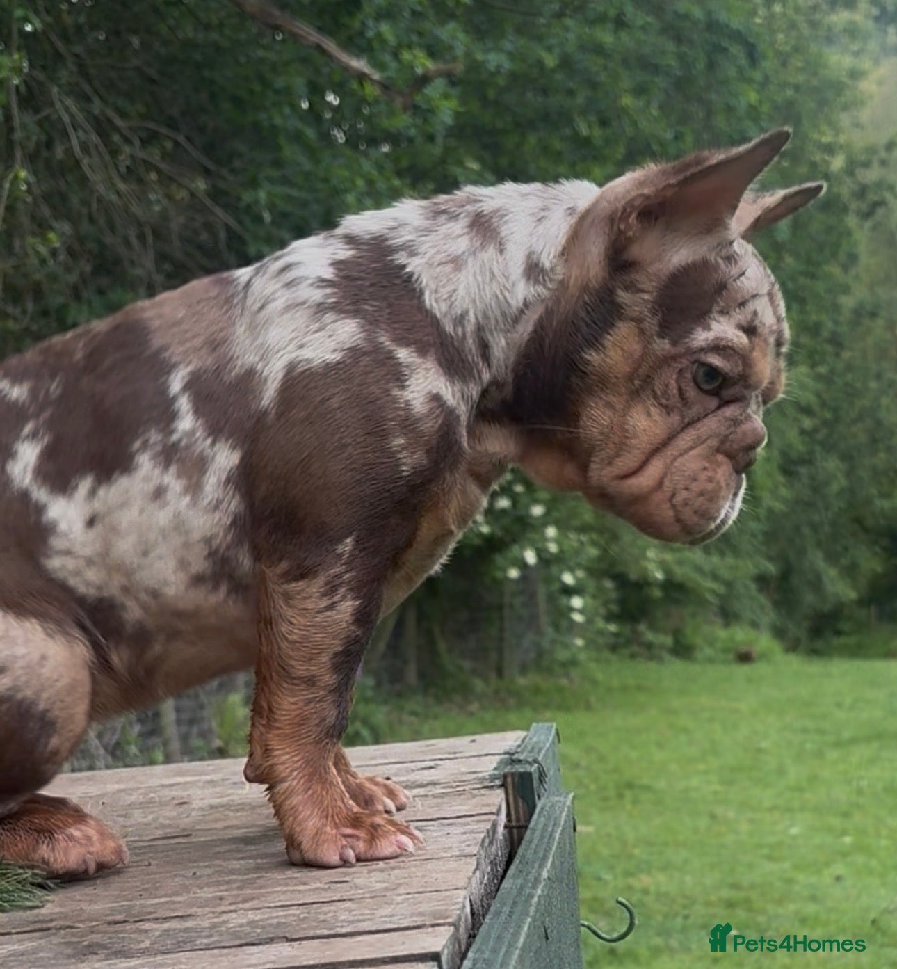 French Bulldog dogs for sale: Rojo French Bulldog puppies  - Advert 1