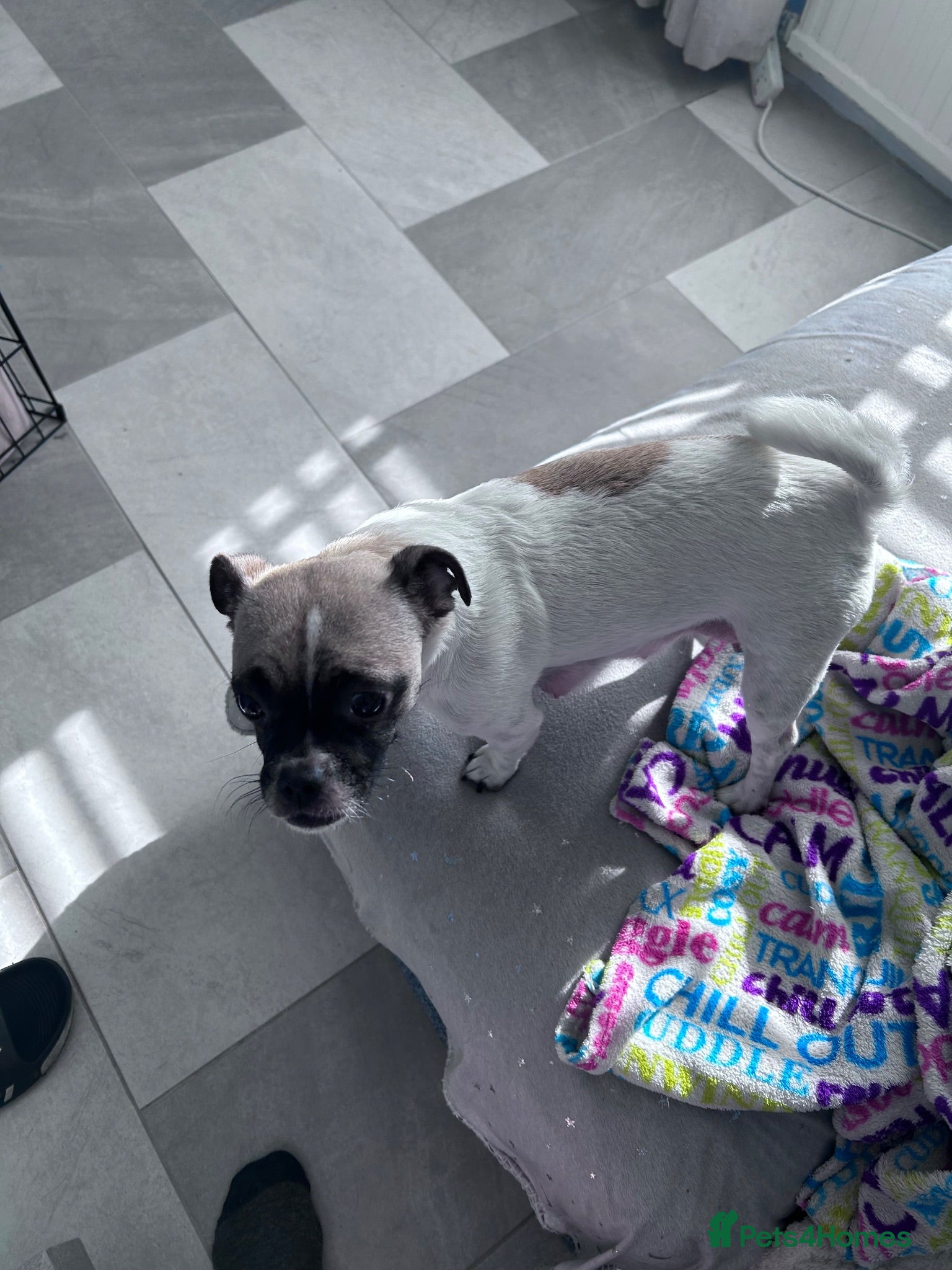 Jug dogs Jugs puppies  - Advert 4