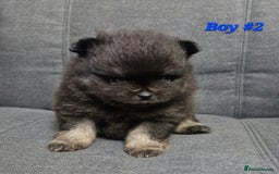 Pomeranian dogs for sale: Beautiful pomeranian puppies for sale 🥰 - Image 8