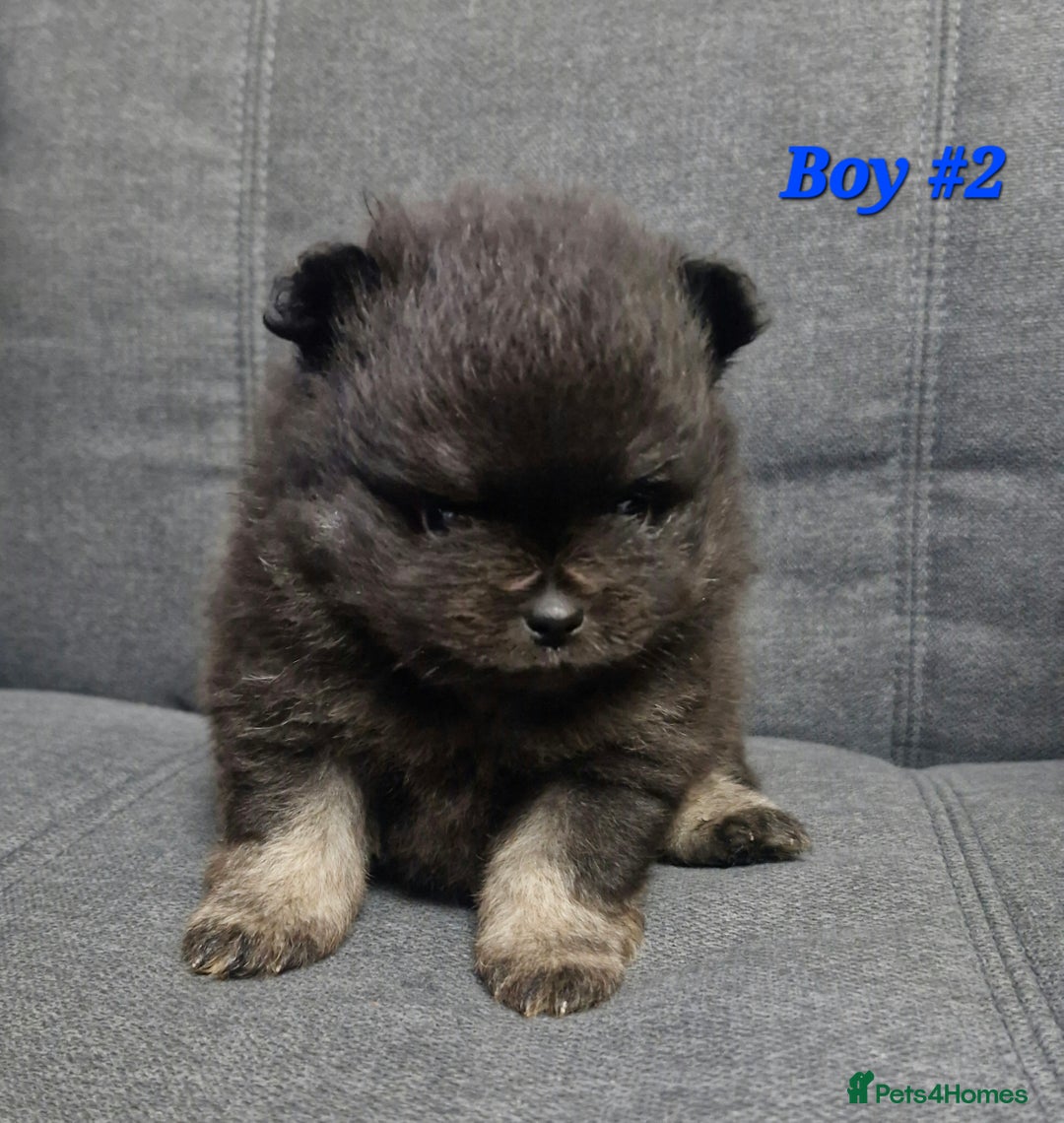 Pomeranian dogs for sale: Beautiful pomeranian puppies for sale 🥰 - Image 8