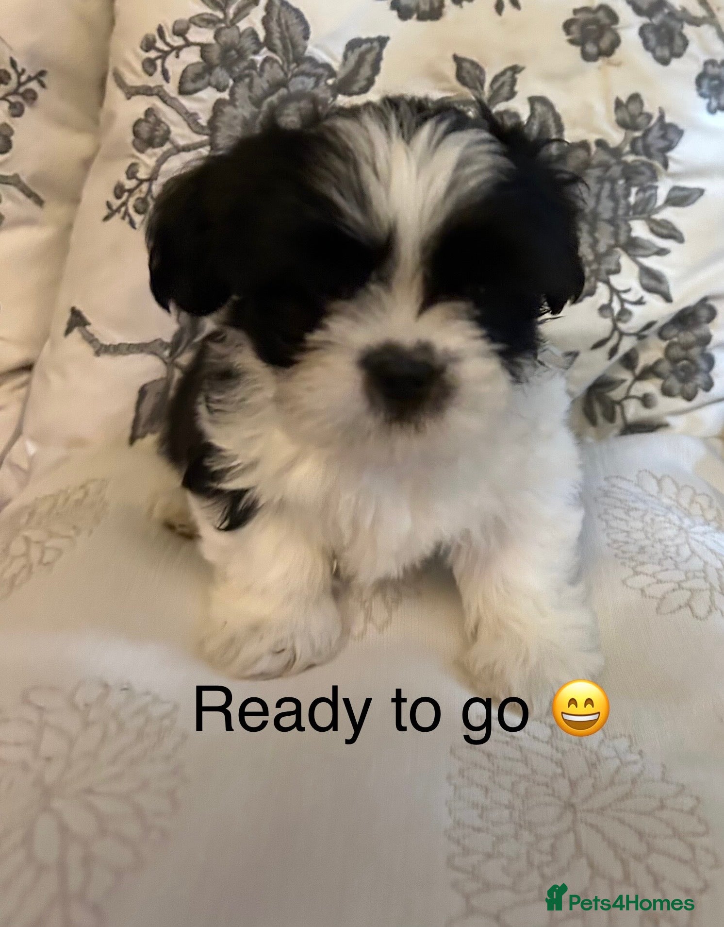 Lhasa Apso dogs KC Reg Lhasa pup READY TO GO - Advert 3