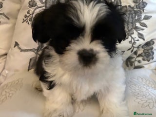 Lhasa Apso dogs KC Reg Lhasa pup READY TO GO - Advert 1