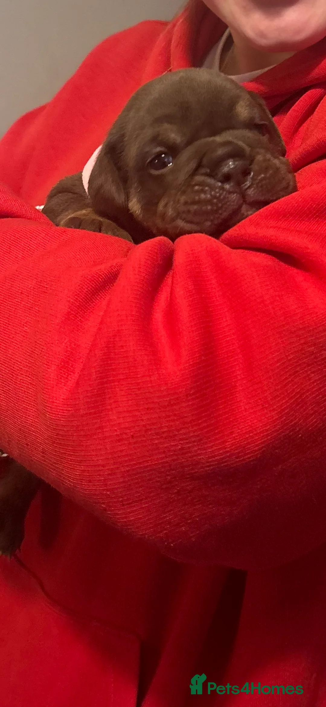 English Bulldog dogs for sale: KC registered English bulldog  - Advert 4