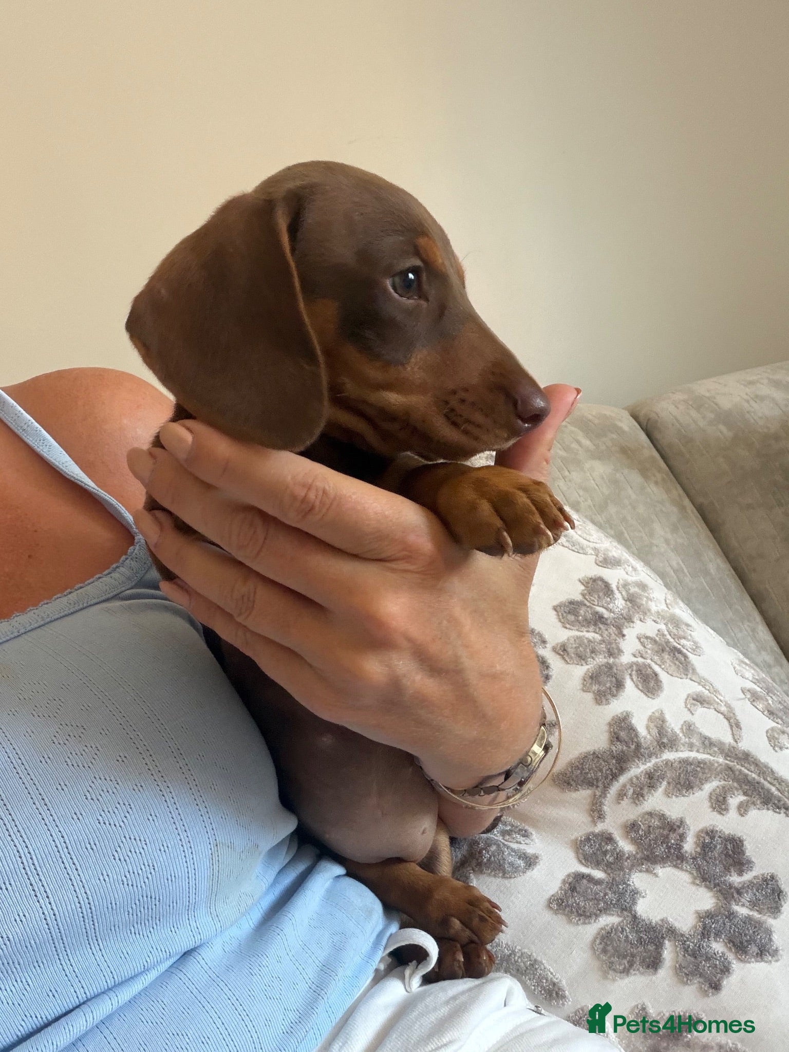 Miniature Dachshund dogs ✨ True mini  dachshunds chocolate girl left✨ - Advert 18