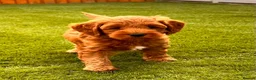 Australian Labradoodle dogs for sale: Fox Red Full Australian Labradoodle Male  - Advert 10